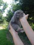 Królik, Króliczki Mini Lop