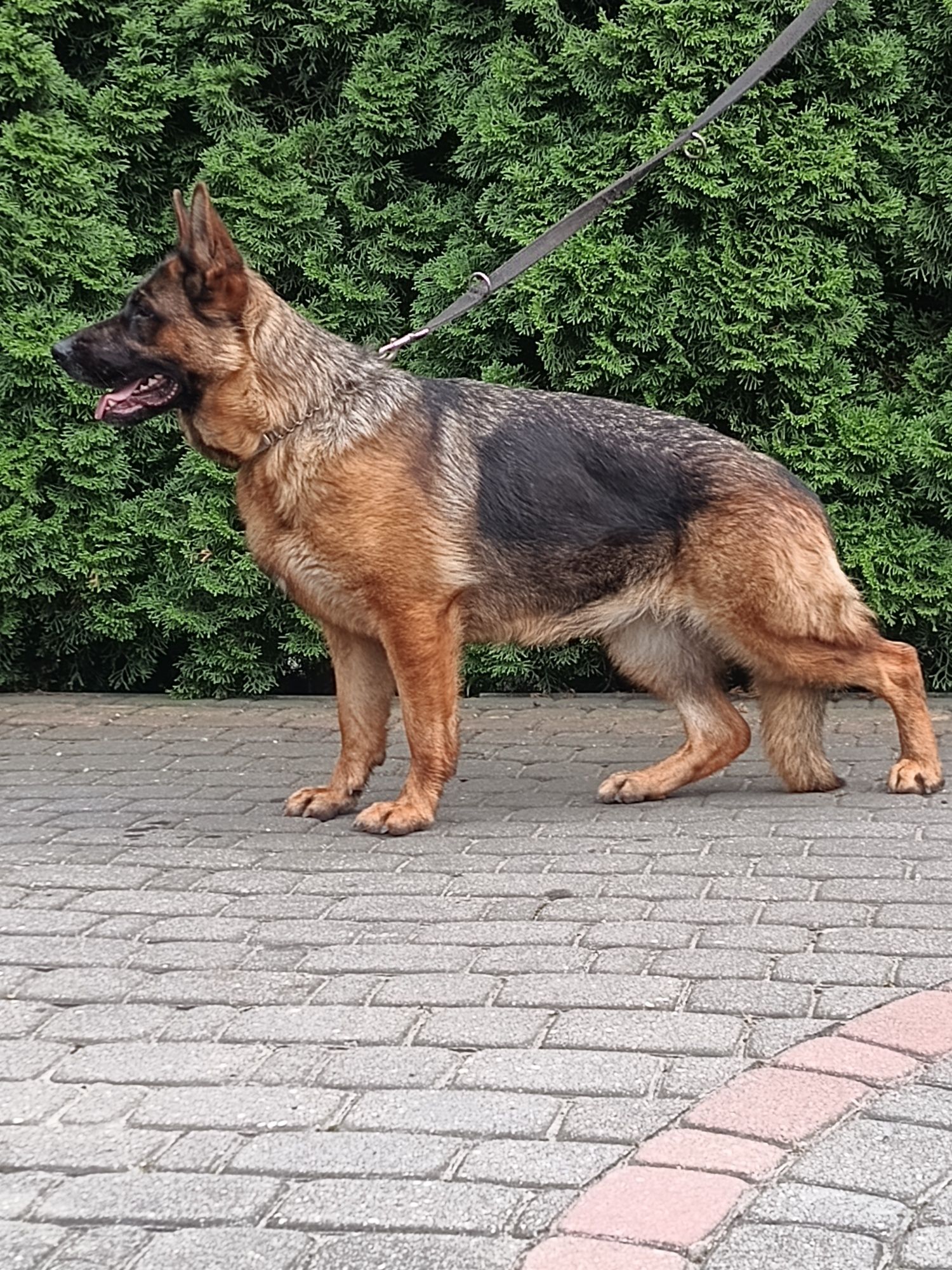 Owczarek niemiecki
