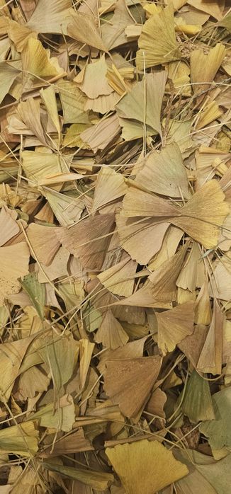 Листя Гінкго Білоба. Якісне. Відбірне. Очищене. Доступна ціна.