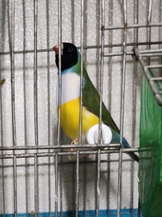 Vendem se diamantes gould