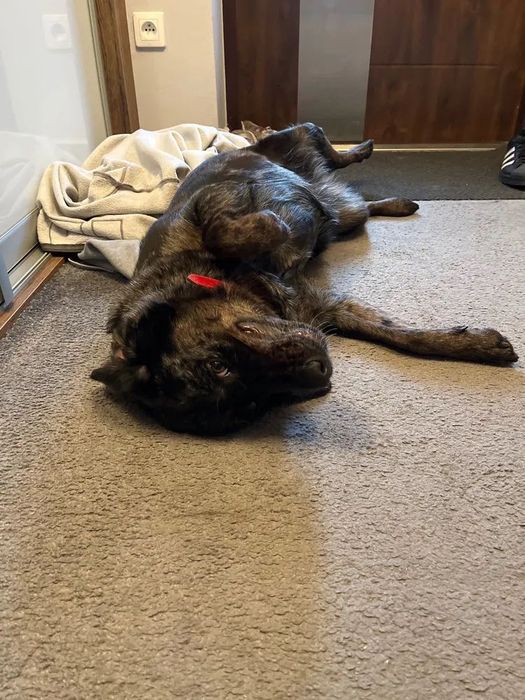 3letnia czarno-srebrna Zola do adopcji
