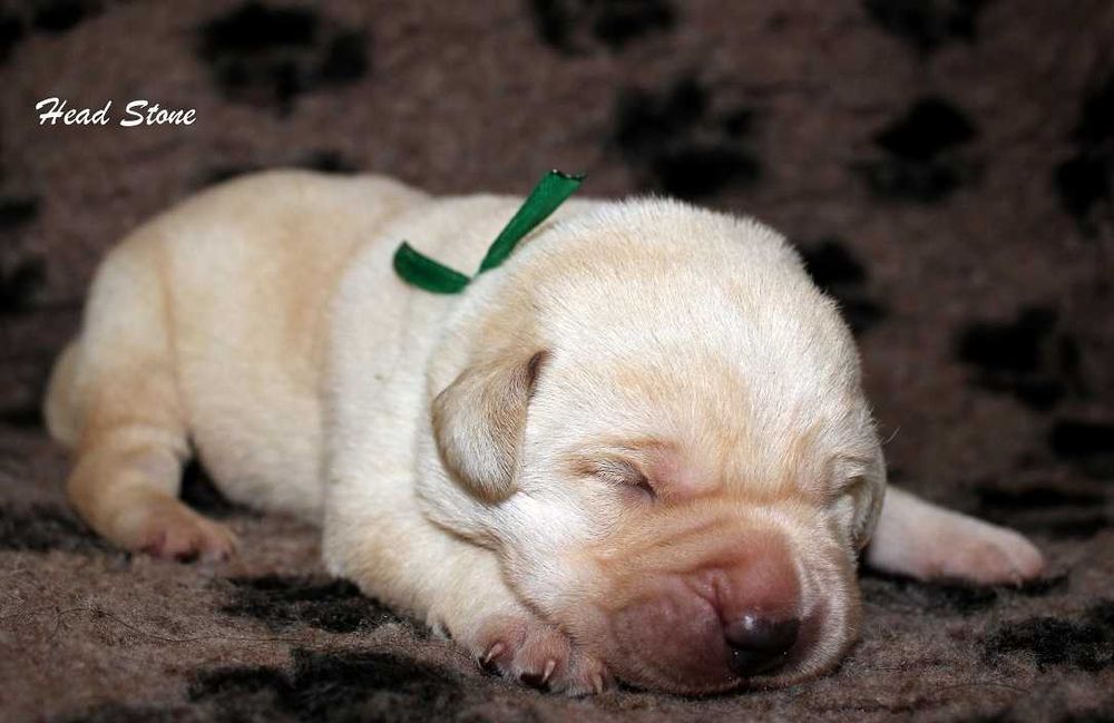 Лабрадор ретривер