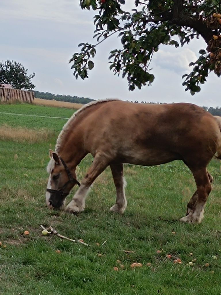 Sprzedam klacz zimnokrwistą źrebną
