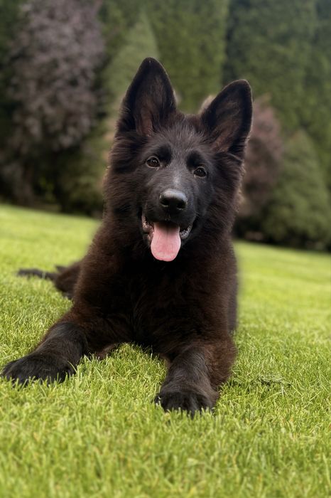 Wyselekcjonowana czarna suczka owczarka niemieckiego