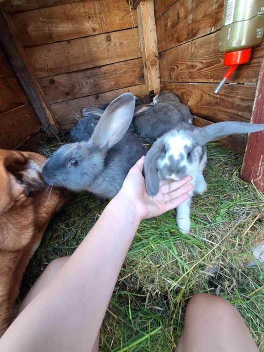 Młode króliczki mini lop/baran rasa