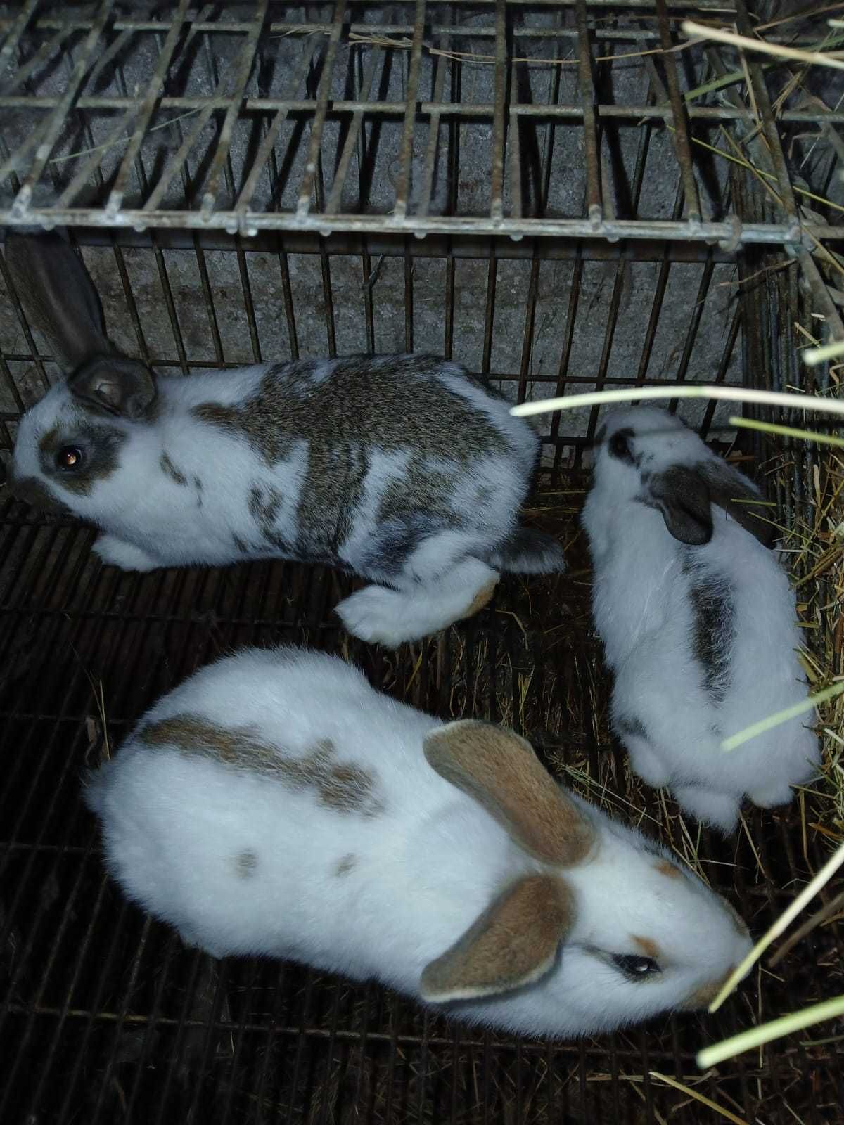 Vendo coelhos criação