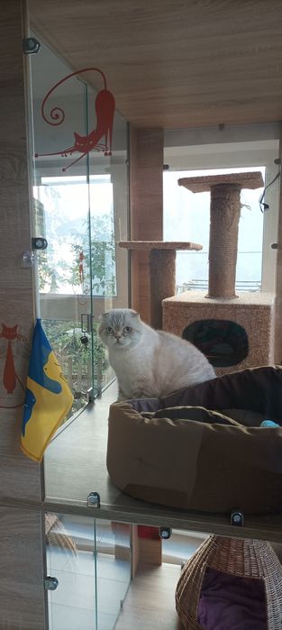 Зооготель для кота, перетримка кота