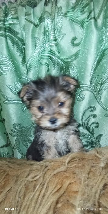 Хлопчик міні йорк