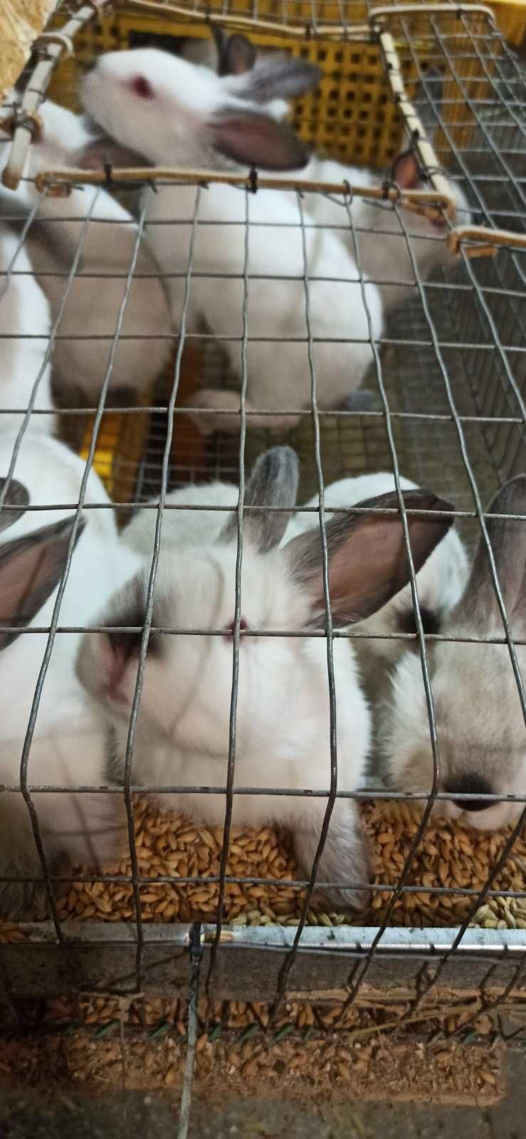Продам кроликов Калифорнийской породы
