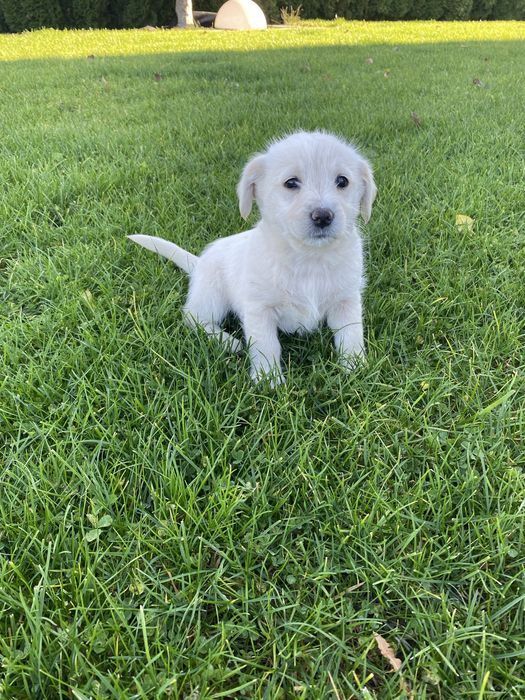 Oddam w dobre rece sunie mix maltanczyk