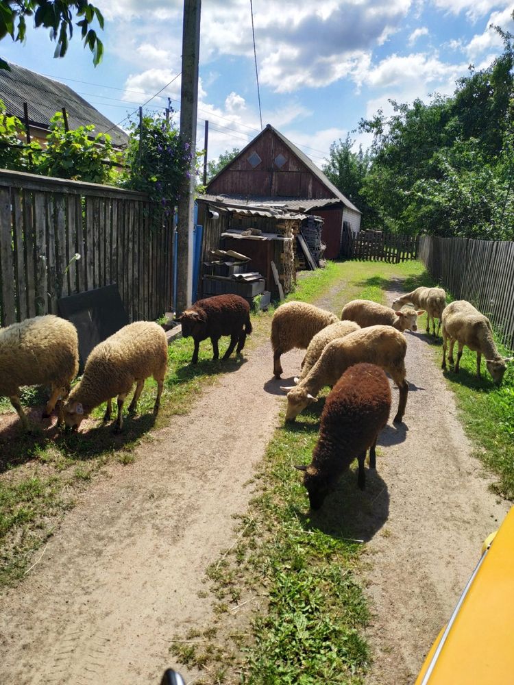 Продаж вівців