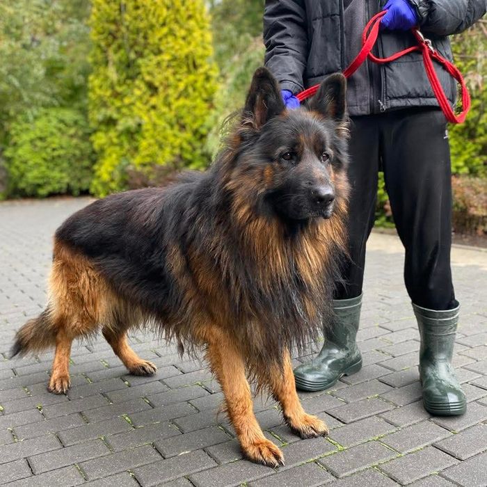 Piękny owczarek niemiecki Zeus do adopcji ze schroniska.