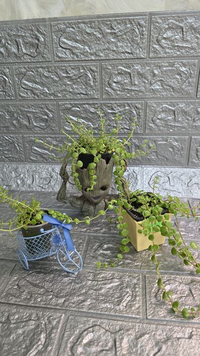 Кімнатні рослини не дорого