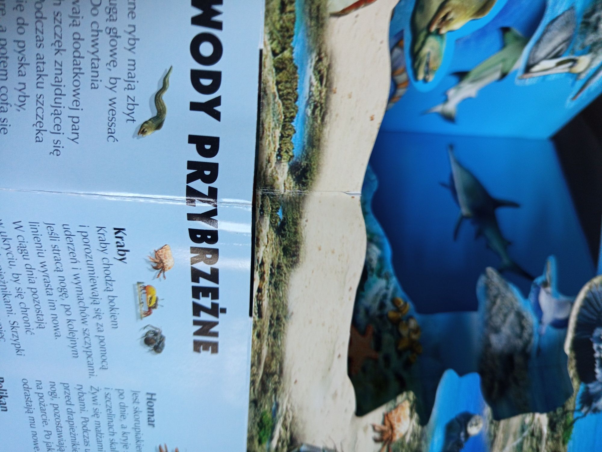 Zwierzęta oceanów w 3d