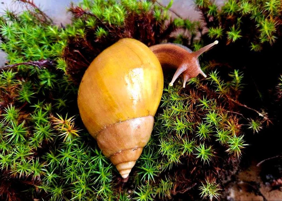 Большие улитки Ахатины Фулика (родация стандарт). Раковина 7-9 см.