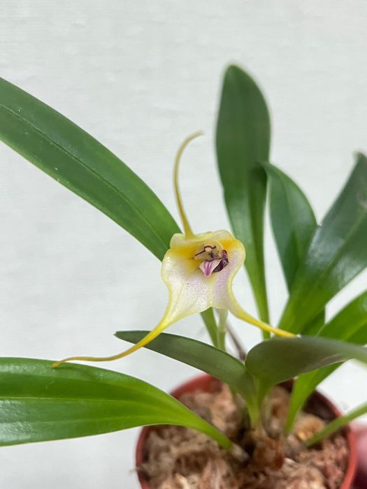 Орхідея масдевалія, целогіна фімбріата