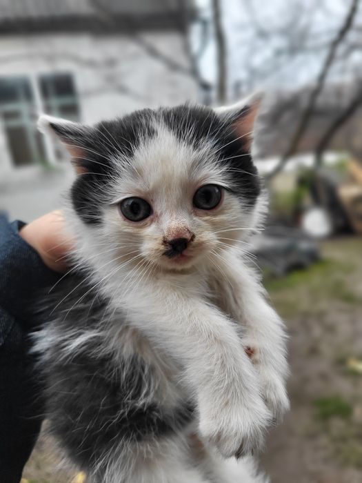Безкоштовно віддам маленьких котят