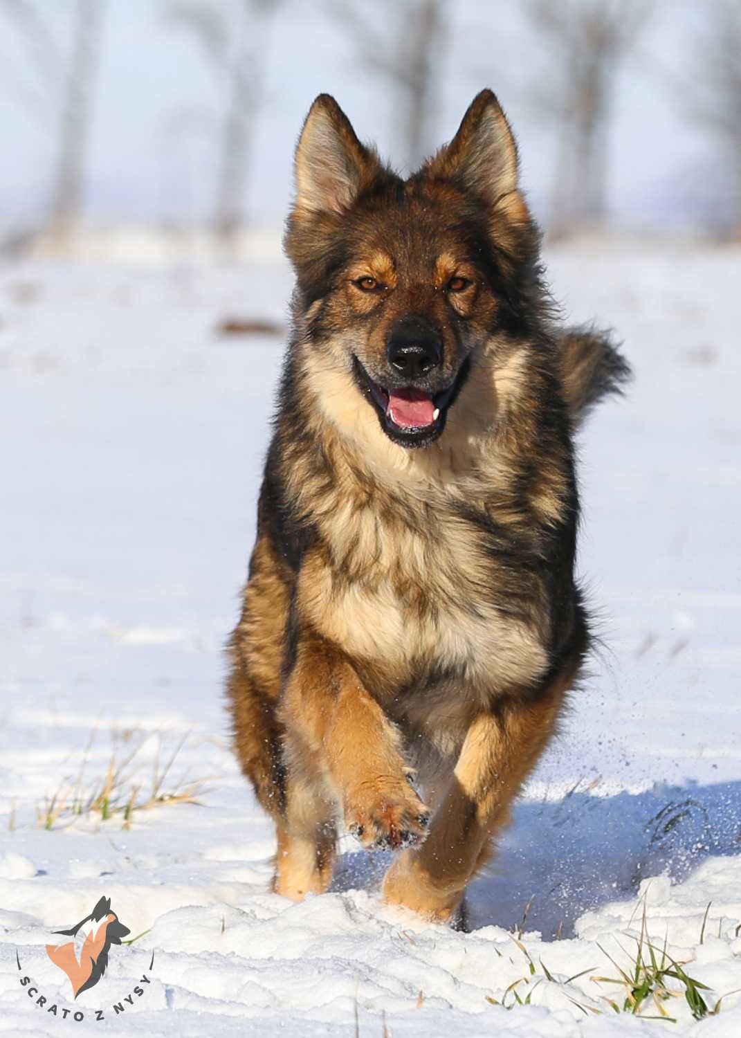 Owczarek Staroniemiecki (rasa niemiecki, długowłosy)