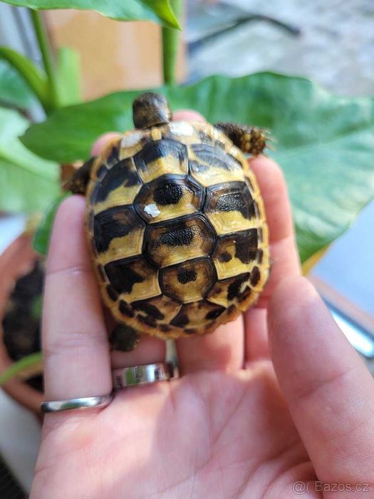 Terrarium dla żółwia lądowego greckiego i obrzeżonego