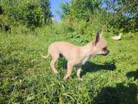 Chihuahua chlopiec xs