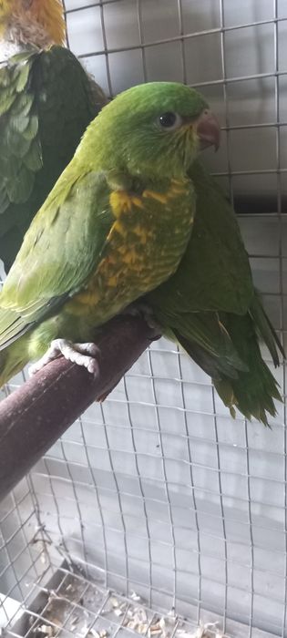 loris chorolopidotus criados à mão
