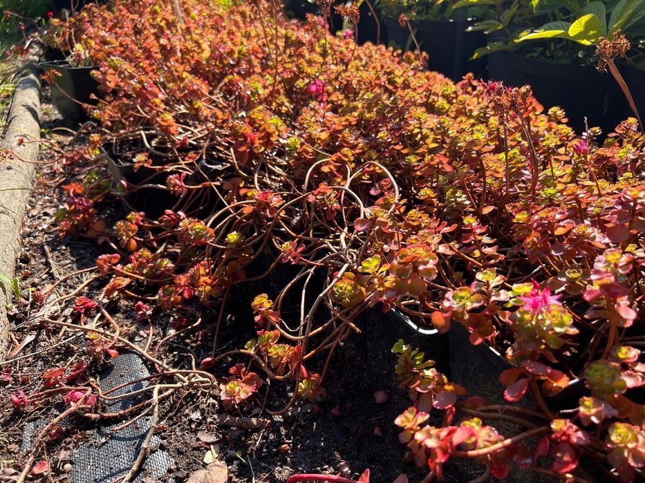 Rozchodnik kaukaski 'Dragon's Blood' (Sedum) P9