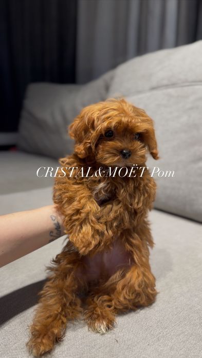 Мальчик Кавапу(мальтипу)Китай,тикап(супермини)редбраун,бебифейс