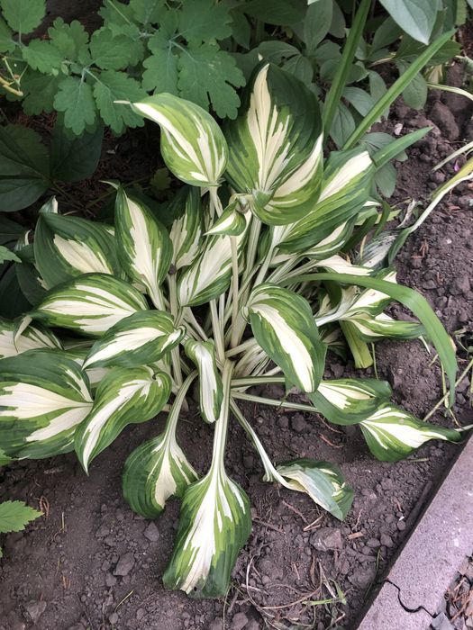 Пролам кущик хости та білі дзвіночки