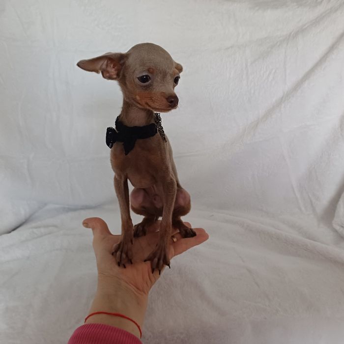 Супер мини  крошечный ладошечный