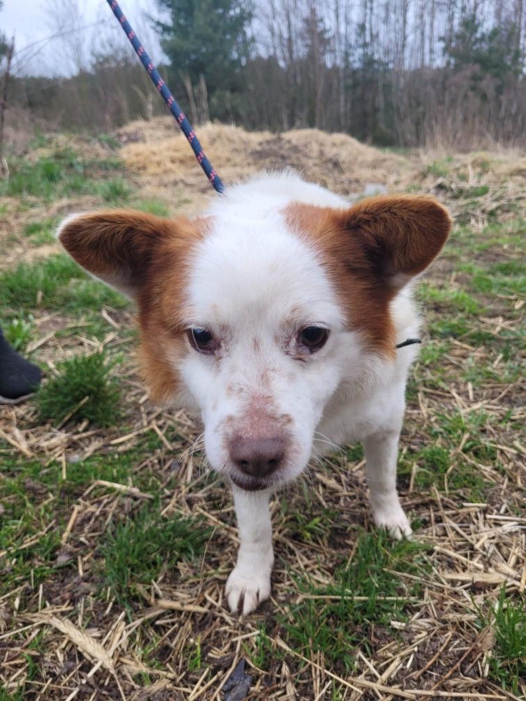Mieszko do adopcji