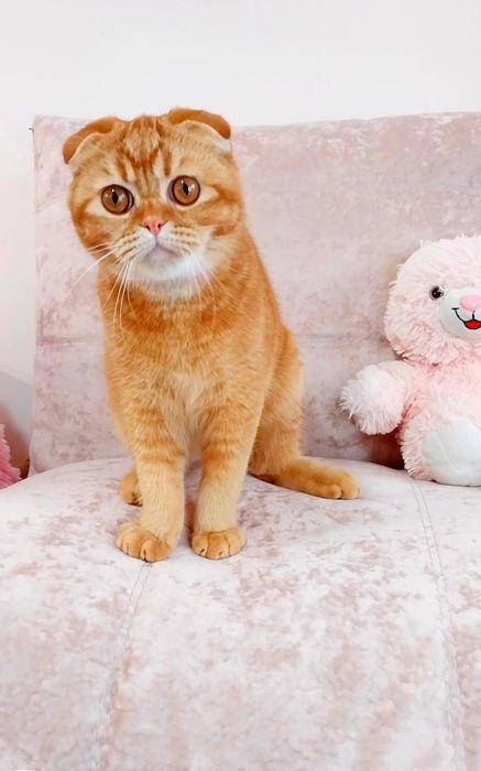 Золота лілова шиншила хлопчик фолд