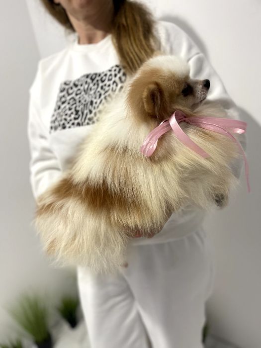 Померанські шпіци — Не зволікайте  таких залишилось лише 2!