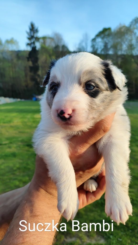 Border Collie szczenię