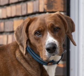 BRAUNI - piekny, młody  do adopcji