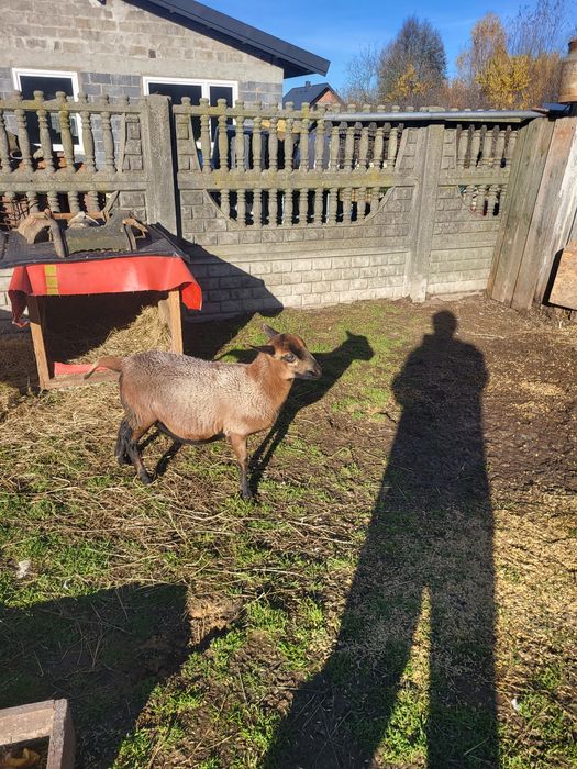 Owca kameruńska młoda I baranki