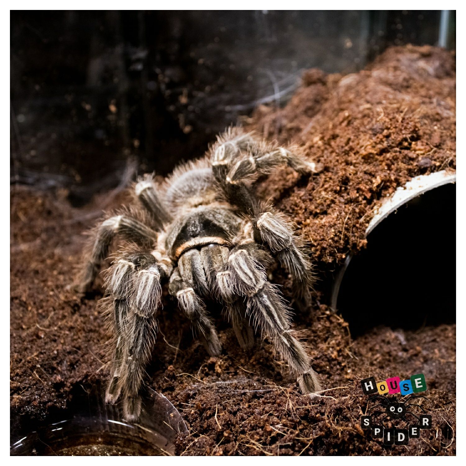 Lasiodora parahybana самцы паука птицееда по Украине