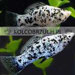 Molinezja ostrousta calico - Poecilia sphenops - dowóz, wysyłka