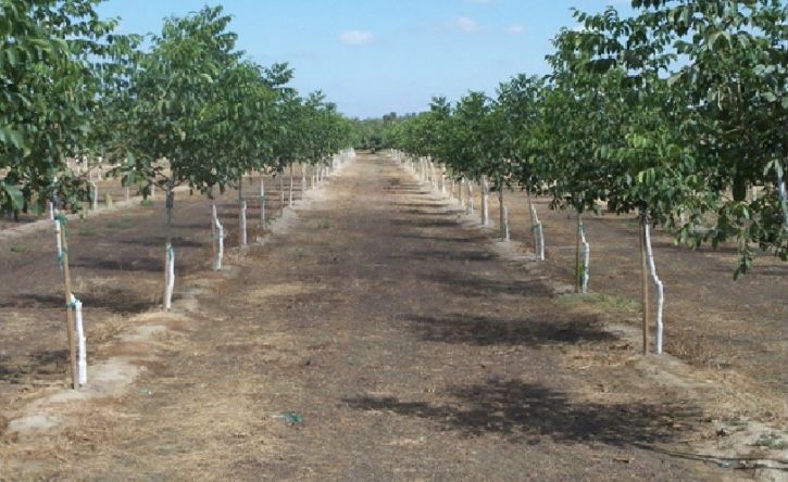 Продам Саженцы Грецкого ОРЕХА Привитого и черенки ГОЛАНДИЯ