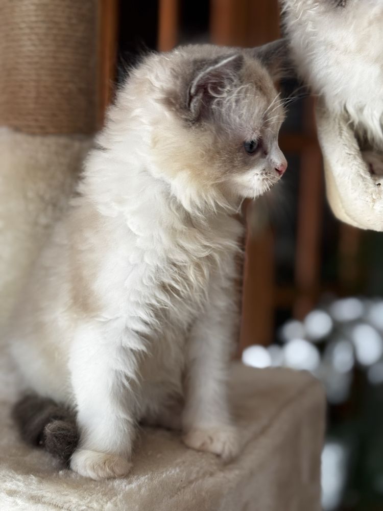 Kotka Ragdoll bicolor