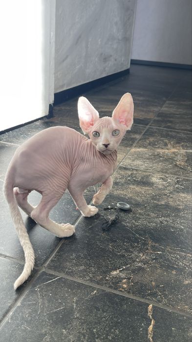 Сфінкс, 3 міс., хлопчик.