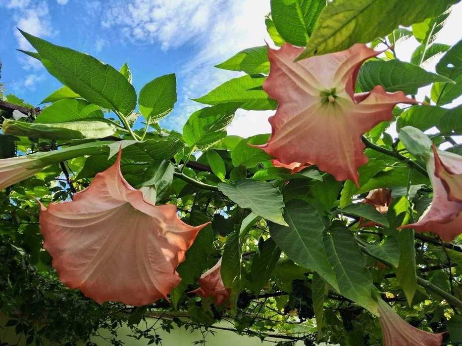 Бругмансия -древовидный цветок.