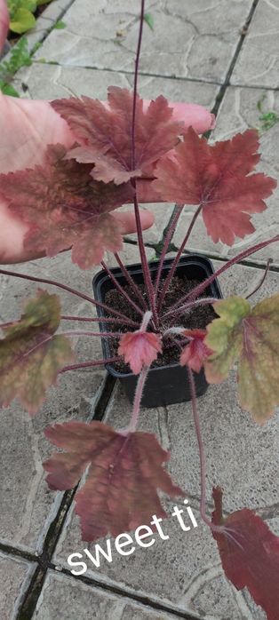 Продам набор растений для тени