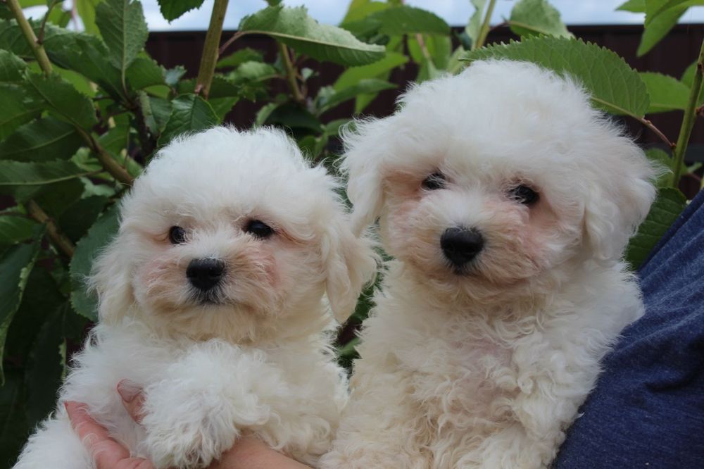 Хлопчики Бішон Фрізе