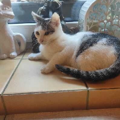 Merlin, Munio i Muffinek - trzy kocurki