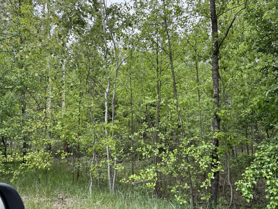 Земельна ділянка 1 га поруч з великим лісом!!!с.Здвижівка.