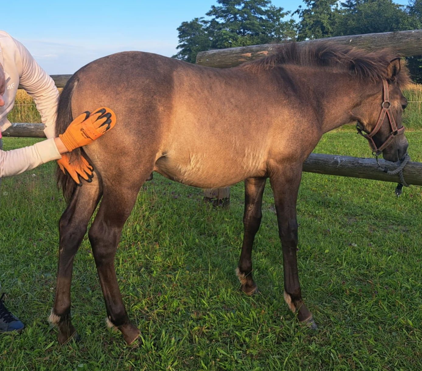 Sprzedam Ogierka huculskiego
