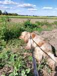 Cocker spaniel angielski