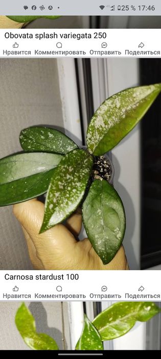 Хойя обовата суперспл,стардаст,bahoi,kalimantan,flores island gunung