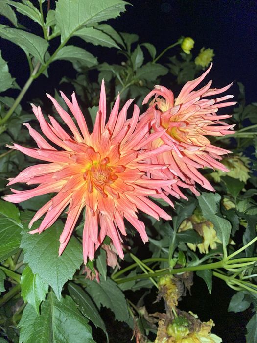 Продаж квітів