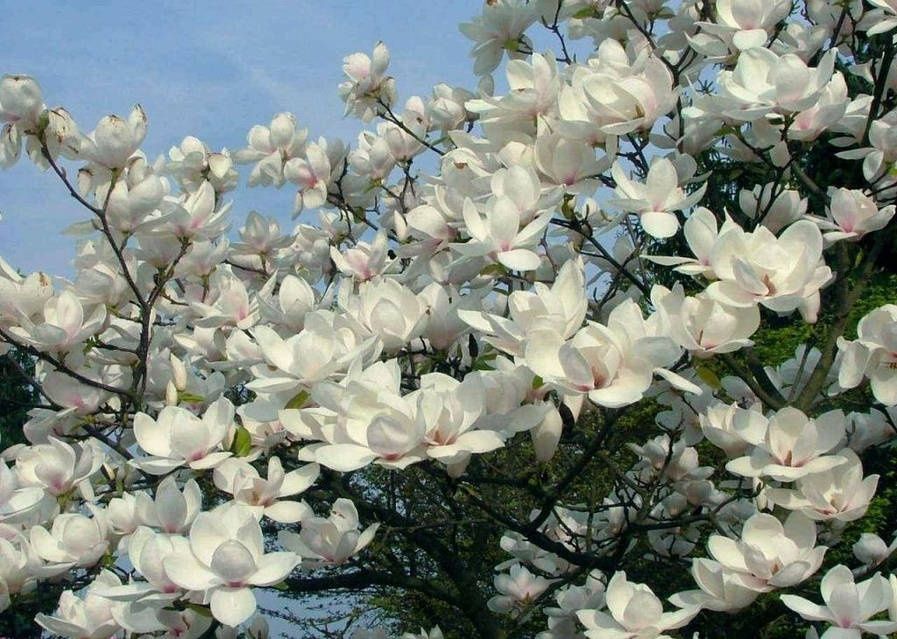 Магнолія Блек Тюліп Сенсація Альба Камея Орхід Рустіка Джені Суланжа